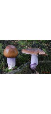 보라황토끈적버섯(키다리끈적버섯) (Cortinarius livido-ochraceus (Berk.) Berk.)