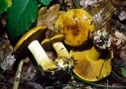 레몬끈적버섯 (Cortinarius meinhardii Bon  > Cortinarius splendens Rob. Henry > Cortinarius Splendens Hry. ssp. splendens)