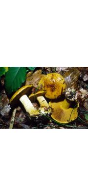 레몬끈적버섯 (Cortinarius meinhardii Bon  > Cortinarius splendens Rob. Henry > Cortinarius Splendens Hry. ssp. splendens)