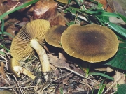 흑비듬끈적버섯 (Cortinarius melanotus Kalchbr.)