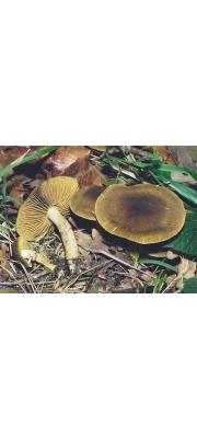 흑비듬끈적버섯 (Cortinarius melanotus Kalchbr.)