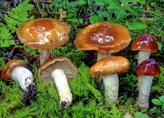유리끈적버섯 (Cortinarius mucifluus Fr.)