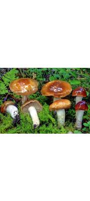 유리끈적버섯 (Cortinarius mucifluus Fr.)