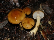 적갈색유리끈적버섯(검은인편끈적버섯) (Cortinarius mucosus (Bull.) J. Kickx)