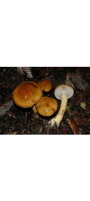 적갈색유리끈적버섯(검은인편끈적버섯) (Cortinarius mucosus (Bull.) J. Kickx)