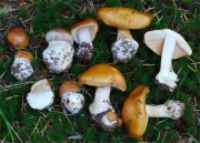 노란끈적버섯_국명 중복 (Cortinarius multiformis Fr.  > Cortinarius multiformis Fr. var. multiformis)