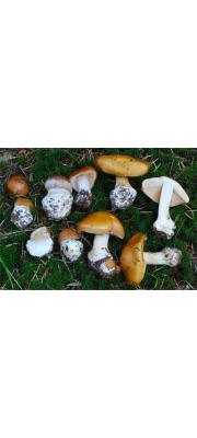 노란끈적버섯_국명 중복 (Cortinarius multiformis Fr.  > Cortinarius multiformis Fr. var. multiformis)
