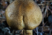 검은털끈적버섯 (Cortinarius nigrosquamosus Hongo)