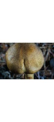 검은털끈적버섯 (Cortinarius nigrosquamosus Hongo)