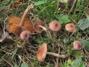 적갈색포자끈적버섯(적갈색끈적버섯) (Cortinarius obtusus (Fr.) Fr.)
