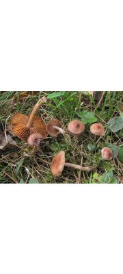 적갈색포자끈적버섯(적갈색끈적버섯) (Cortinarius obtusus (Fr.) Fr.)