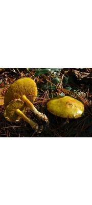 끈적비단그물버섯(노른자비단그물버섯, 미국비단그물버섯) (Suillus americanus (Peck) Snell)