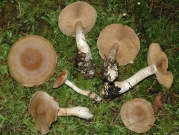 누런잎끈적버섯 (Cortinarius ochrophyllus Fr.)