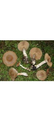 누런잎끈적버섯 (Cortinarius ochrophyllus Fr.)