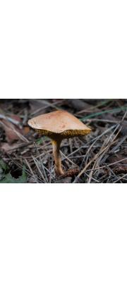 황소비단그물버섯 (Suillus bovinus (Pers.) Rouss.)