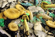 흑올리브끈적버섯 (Cortinarius olivaceofuscus Kühn. 흑올리브끈적버섯)