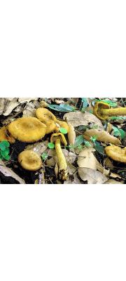 흑올리브끈적버섯 (Cortinarius olivaceofuscus Kühn. 흑올리브끈적버섯)