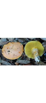 청변비단그물버섯 (Suillus caerulescens A.H. Sm. &amp; Thiers)