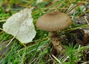 헤진풍선끈적버섯 (Cortinarius pholideus (Fr.) Fr.)