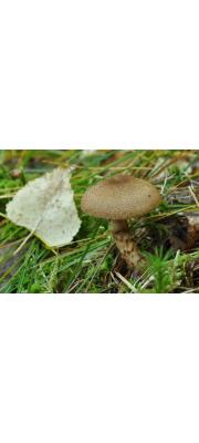 헤진풍선끈적버섯 (Cortinarius pholideus (Fr.) Fr.)