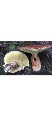 황금비단그물버섯(황금그물버섯) (Suillus cavipes (Opat.) Sm. &amp; Thiers  > Boletus cavipes (Opat.) Kalchbr.)
