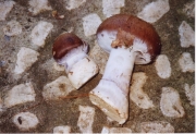 으뜸끈적버섯 (Cortinarius praestans (Cord.) Gill.)