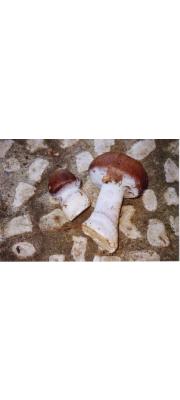 으뜸끈적버섯 (Cortinarius praestans (Cord.) Gill.)