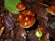 꼭지무리우산버섯(밤색꼭지버섯) (Kuehneromyces castaneus Hongo)