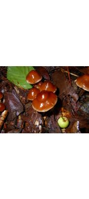 꼭지무리우산버섯(밤색꼭지버섯) (Kuehneromyces castaneus Hongo)