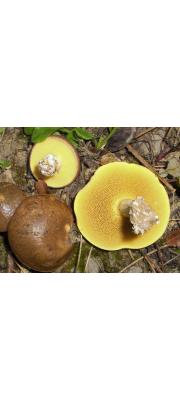진흙비단그물버섯 (Suillus collinitus (Fr.) Kuntze)