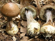 풍선끈적버섯아재비(자주색끈적버섯아재비) (Cortinarius pseudopurpurascens Hongo)