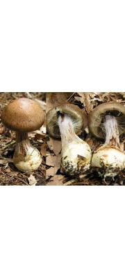 풍선끈적버섯아재비(자주색끈적버섯아재비) (Cortinarius pseudopurpurascens Hongo)