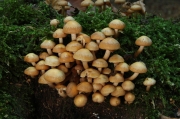 무리우산버섯 (Kuehneromyces mutabilis (Schaeff.) Sing. & A.H. Sm. > Pholiota mutabilis (Schaeff.) Kumm.)