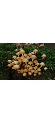 무리우산버섯 (Kuehneromyces mutabilis (Schaeff.) Sing. &amp; A.H. Sm. > Pholiota mutabilis (Schaeff.) Kumm.)