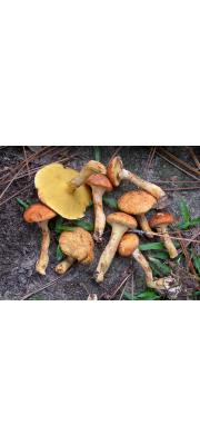 옥수수비단그물버섯 (Suillus decipiens (Peck) O. Kuntze)