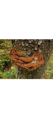 노랑진흙버섯 (Phellinus chrysoloma (Fr.) Donk)
