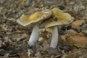 푸른끈적버섯아재비(가지색끈적버섯아재비) (Cortinarius pseudosalor J. Lange)