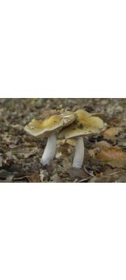 푸른끈적버섯아재비(가지색끈적버섯아재비) (Cortinarius pseudosalor J. Lange)