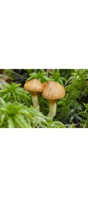 노랑비단그물버섯 (Suillus flavidus (Fr.) J. Presl)