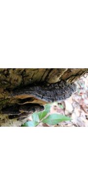 겹층진흙버섯(겹층층버섯, 층층버섯) (Phellinus conchatus (Pers.) Quél.  > Porodaedalea cercidiphyllum (Imaz.) Imaz. > Cryptoderma cercidiphyllum Imaz.)