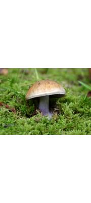 풍선끈적버섯 (Cortinarius purpurascens Fr.)