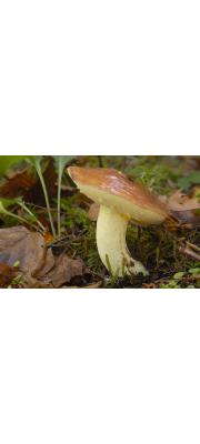 젖비단그물버섯 (Suillus granulatus (L.) Roussel)