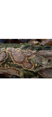 참진흙버섯 (Phellinus contiguus (Pers.) Pat.)
