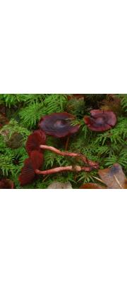 적보라전나무끈적버섯 (Cortinarius purpureus (Bull.) Bid., Moënn. &amp; Reum.)