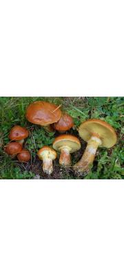 큰비단그물버섯 (Suillus grevillei (Klotz.) Sing.)