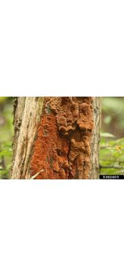 녹슨진흙버섯 (Phellinus ferruginosus (Schrad.) Pat.)