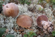 수정끈적버섯 (Cortinarius quarciticus Lindstr.)