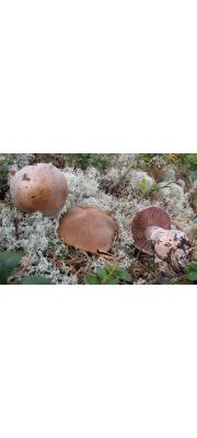 수정끈적버섯 (Cortinarius quarciticus Lindstr.)