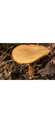 호수비단그물버섯 (Suillus lakei (Murr.) Smith &amp; Thiers)