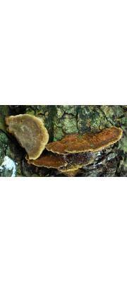 마른진흙버섯 (Phellinus gilvus (Schw.) Pat.)